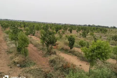 White sandalwood plots: what the agreement has to say.