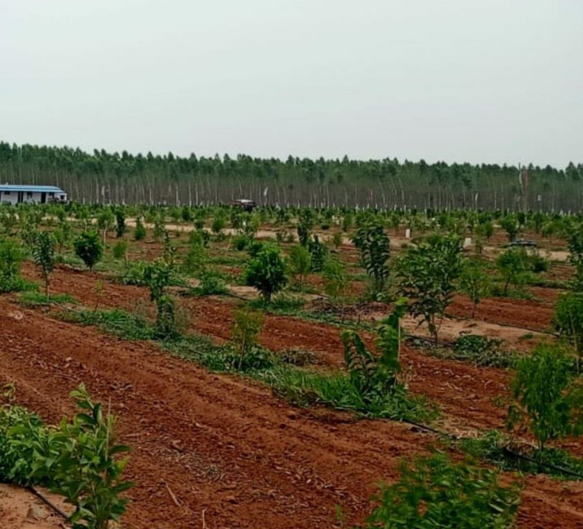 Nemila Farm Lands